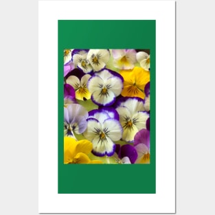 Pretty Pansies Posters and Art